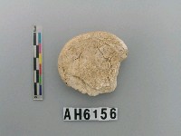 藏品(貝刮器)的圖片